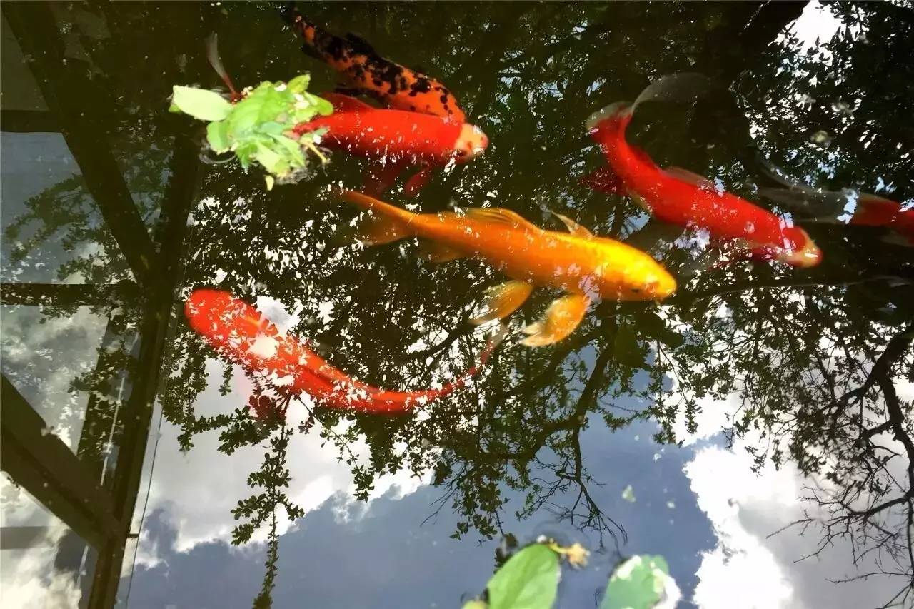庭院溪流，诗意盎然的家园画卷
