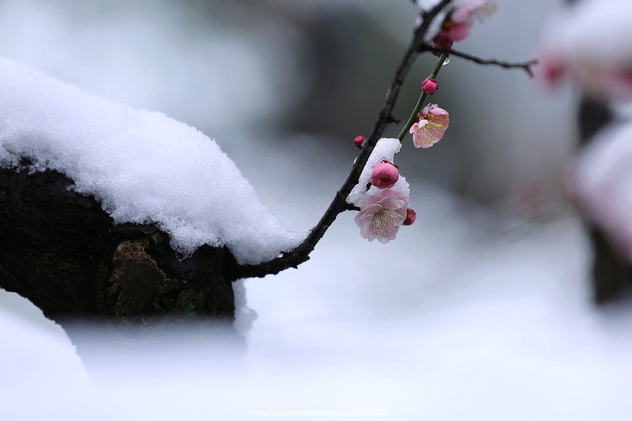 梅花香自苦寒来：梅花粉平面设计图片大全赏析