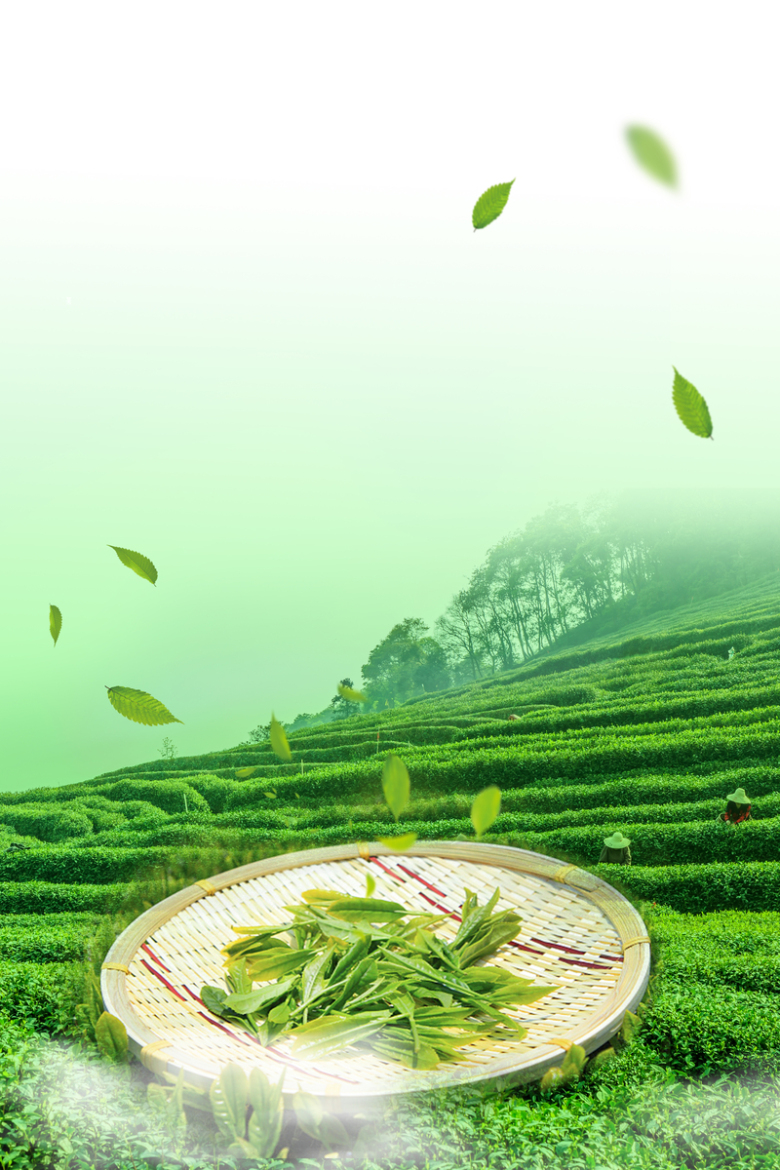 茶香四溢：探寻茶叶工厂的隐秘美学
